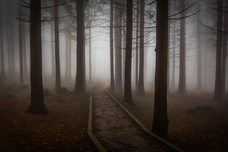 trees-273828_1280